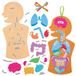 Baker Ross FN109 Menselijk Lichaam - Set van 4, STEM, Wetenschap, Gezondheid en Leermiddelen voor Kinderen en Scholen