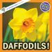 Daffodils!: A My Incredible World Picture Book for Children