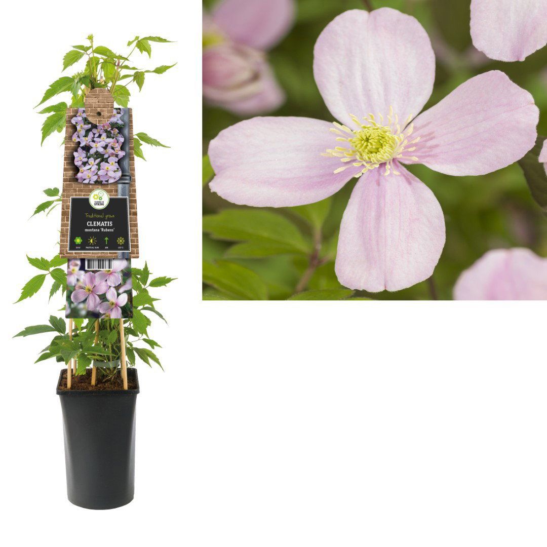 Van der Starre Klimplant Clematis montana Rubens 75 cm Bosrank