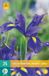 jub Iris X 25 Iris hollandica blauw