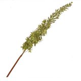 THUN Groene Eremurus