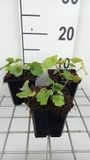 Groendecor Tuinarchitectuur 6x Pachyphragma - Pachyphragma macrophyllum | pot de 9x9 cm