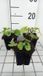 GRDplanten Groendecor Tuinarchitectuur 6x Pachyphragma - Pachyphragma macrophyllum | 9x9 cm pot