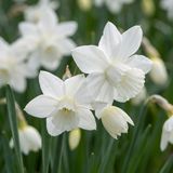 Green boutiQ - 60x Narcissus Triandrus Thalia - Engelennarcis - Wit - Voorjaarsbloeier - Bolmaat 10/12