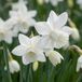 Green boutiQ - 60x Narcissus Triandrus Thalia - Engelennarcis - Wit - Voorjaarsbloeier - Bolmaat 10/12