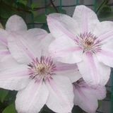 ClematisOnline Clematis John Paul II - Jan Pawell II - Paus Johannes Paulus II | Roze - Meerjarig - Winterharde Tuinplanten - Klimplant | 1.5 liter pot