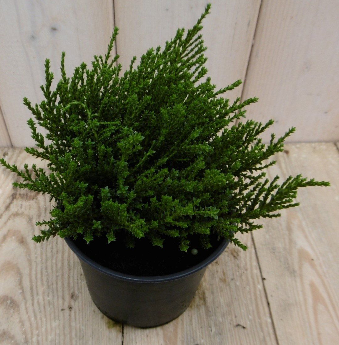 Warentuin Natuurlijk Hebe Veronica struikje groenblijvend klein blad - 3 stuks