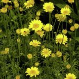 Arborix Anthemis 6 x Anthemis hybrida 'Kelwayi' - Kamille pot 9x9cm