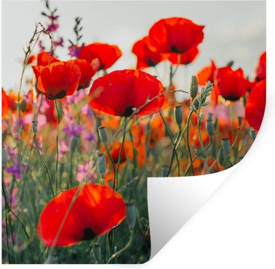 StickerSnake Muursticker - Klaproos - Bloemen - Rood - Paars - 30x30 cm