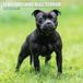 Staffordshire Bull Terrier 2027 Traditionele kalender