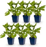 Green boutiQ - Persicaria amplexicaulis - Duizendknoop - Rood - 6 Planten