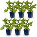 Green boutiQ - Persicaria amplexicaulis - Duizendknoop - Rood - 6 Planten