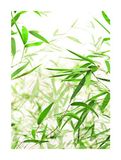 Komar Muurafbeelding | Bamboo Leaves | Poster, foto, woonkamer, slaapkamer, decoratie, kunstdruk | zonder lijst | P060-30x40 | Maat: 30 x 40 cm