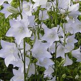 Arborix Campanula 6 x Campanula Persicifolia 'Alba' - Breedbladig Klokje pot 9x9cm - Witte bloemen, langbloeiend, geschikt voor borders