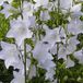 Arborix Campanula 6 x Campanula Persicifolia 'Alba' - Breedbladig Klokje pot 9x9cm - Witte bloemen, langbloeiend, geschikt voor borders