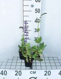GRDplanten Groendecor Tuinarchitectuur 6x Veldsalie - Salvia pratensis | 9x9 cm pot