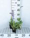 GRDplanten Groendecor Tuinarchitectuur 6x Veldsalie - Salvia pratensis | 9x9 cm pot