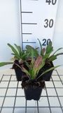 GRDplanten Groendecor Tuinarchitectuur 6x Damastbloem - Hesperis matronalis | 9x9 cm pot