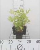 GRDplanten Bolletjesvaren - Onoclea sensibilis | 6 stuks | 9x9 cm pot