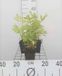 GRDplanten Bolletjesvaren - Onoclea sensibilis | 6 stuks | 9x9 cm pot
