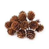 Mopec NF1 verpakking met 12 dennenappels, 8 x 12,5 x 7 cm, bruin