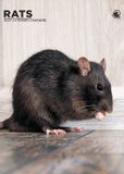 CalendarsRUs Ratten A3 Kalender 2027