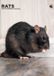 CalendarsRUs Ratten A3 Kalender 2027