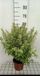 GRDplanten Groendecor Tuinarchitectuur Pittosporum ten. 'Pompom' - Australische Laurier 25- 30 cm in pot