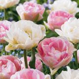 Green boutiQ - 96x Tulipa Double Sensation - Gevulde tulp - Diversen - Voorjaarsbloeier - Bolmaat 11/12