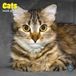 Baker & Bray Katten Kalender 2027 Wandkalender Dieren nl