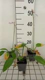 GRDplanten Groendecor Tuinarchitectuur 6x Hartlelie - Hosta 'Fort. Hyacinthina' | 9x9 cm pot