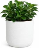 EDA Bloempot / plantenpot Graphit - rond - kunststof - creme wit - D49 x H46 cm - binnen en buiten