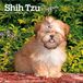 Shih Browntrout Shih Tzu Puppies 2027 7 X 14 Inch (Hanging) Monthly Mini Wall Calendar