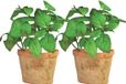 True to Nature Esschert Design Kunstplant/kruiden basilicum - 2x - in oude terracotta pot - 15 cm - kruiden