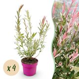 Green boutiQ - 4x Salix Flamingo - Flamingo-wilg - Bont Roze - Boom - Ø17cm - 40-50cm