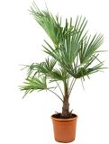 Bloomique Trachycarpus Wagnerianus Waaierpalm Palmboom Winterhard Tuinplanten Hoogte 60-80 cm Pot 21 cm