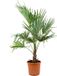 Bloomique Trachycarpus Wagnerianus palmier éventail palmier d'hiver ferme plante de jardin hauteur 60-80 cm pot 21 cm