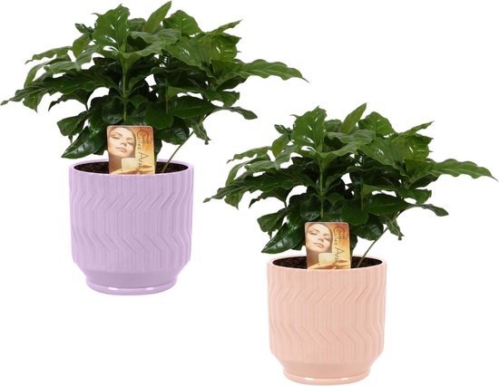 Duo Coffea Arabica in Jane keramiek (Purple en Orange) - Set van 2 - Kwekerij J. de Groot - Groene plant- Hoogte  25 cm