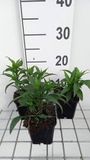 GRDplanten Groendecor Tuinarchitectuur 6x Pluimspirea - Astilbe (s) 'Darwin's Snow Sprite' | 9x9 cm pot