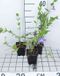 GRDplanten Groendecor Tuinarchitectuur 12x Maagdenpalm - Vinca difformis ( acutiloba) | 9x9 cm pot