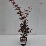 Plantenwinkel.nl Japanse esdoorn Acer Palmatum "Atropurpureum" - 60-70 cm - 1 stuks