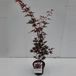 Plantenwinkel.nl Japanse esdoorn Acer Palmatum "Atropurpureum" - 60-70 cm - 1 stuks