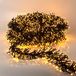 3.12 Ultra Cluster guirlande lumineuse extra dense avec minuterie - 4008 LED | 10 M | Guirlande lumineuse de Noël, blanc chaud, avec 8 fonctions, pour intérieur et extérieur, avec prise