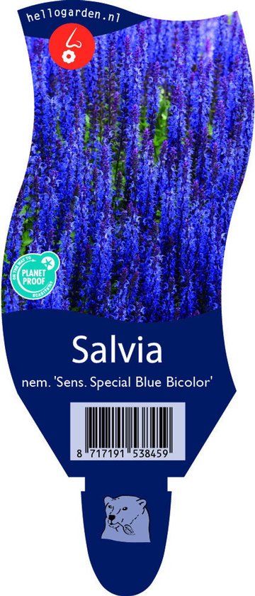 Griffioen Salvia nem. 'Sens. Special Blue Bicolor'