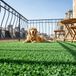 CASANOOV Orso Gazon artificiel 1m X 8m - 7mm