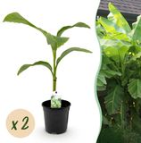 Green boutiQ - Fruitplant - Bananen plant - Musa Basjoo - Winterhard - 2 planten - Pot 17cm Hoogte 40cm