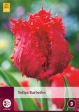 Jub Tulipa Barbados bloembollen 5 bollen Tulp JUB
