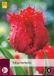 Jub Tulipa Barbados bloembollen 5 bollen Tulp JUB