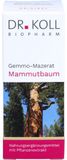 Dr. Koll Gemmo Macerate Sequoia 50 ml