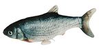 Kerbl Pet Kattenspeelgoed Jumping Fish 28x11cm, électrique